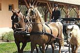 Horse-carriage driving in Bikacs in Zichy Park Wellness Hotel